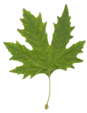 feuille de platane
